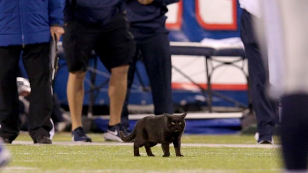 MetLife Stadium Cat